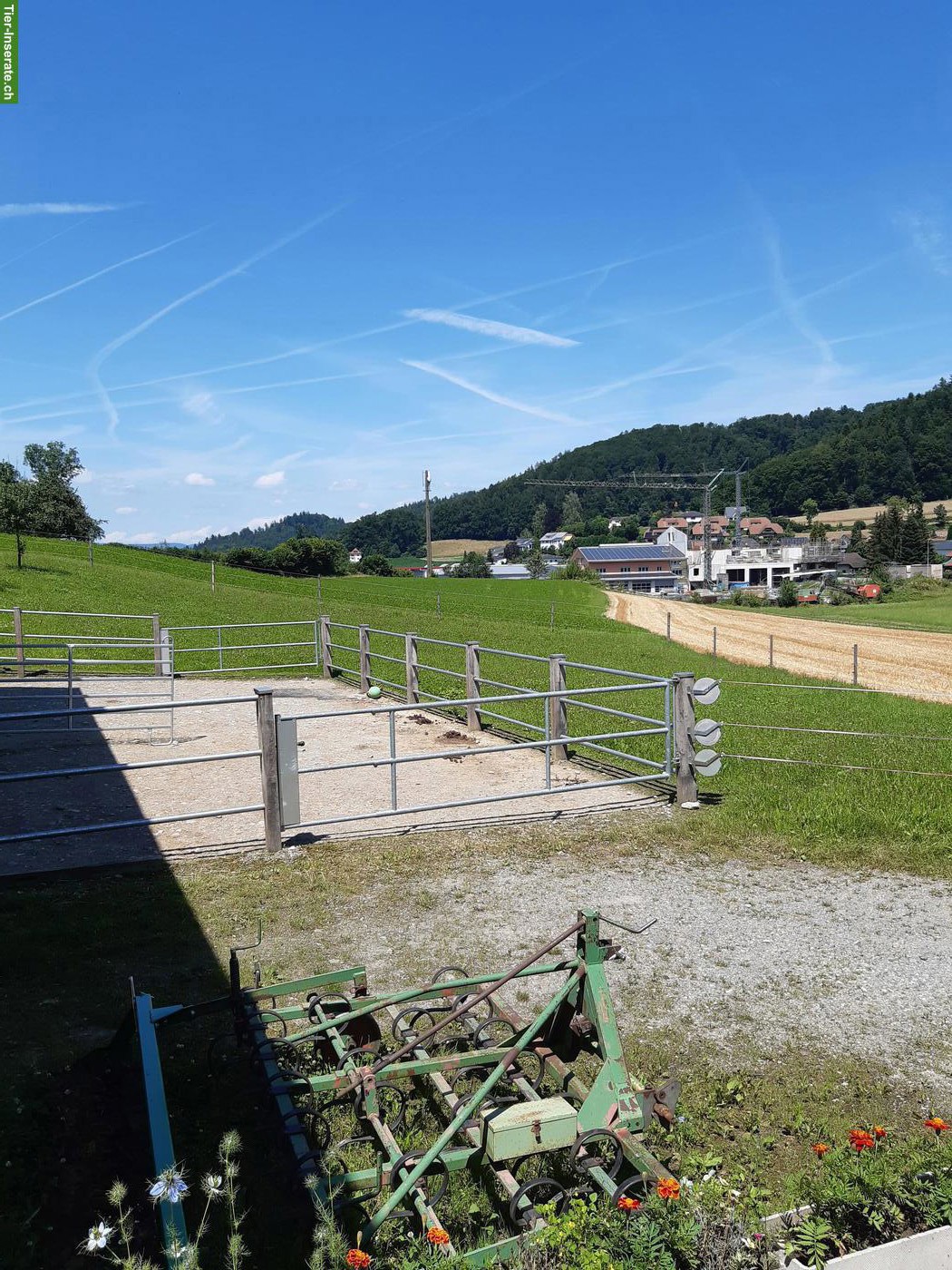 Bild 4: Offenstallplatz frei in Kirchleerau AG