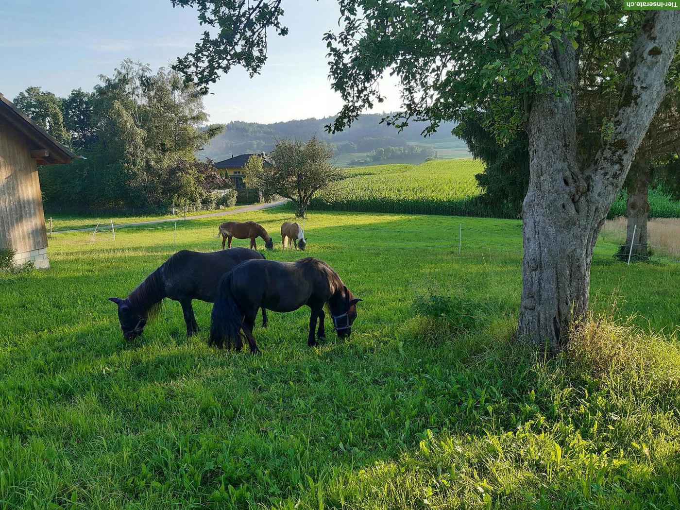 Bild 5: Offenstallplatz frei in Kirchleerau AG