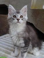 Junge Maine Coon Kater suchen ein Zuhause