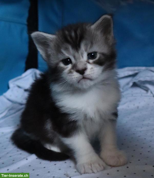 Bild 2: Maine Coon Kitten/Kater suchen ein Zuhause