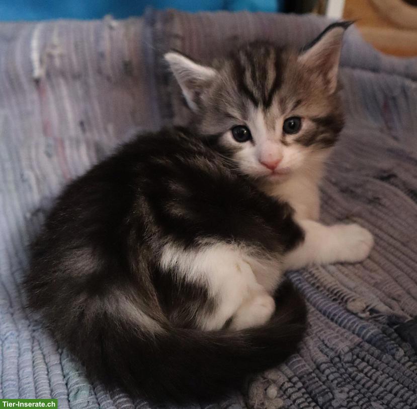 Bild 3: Maine Coon Kitten/Kater suchen ein Zuhause