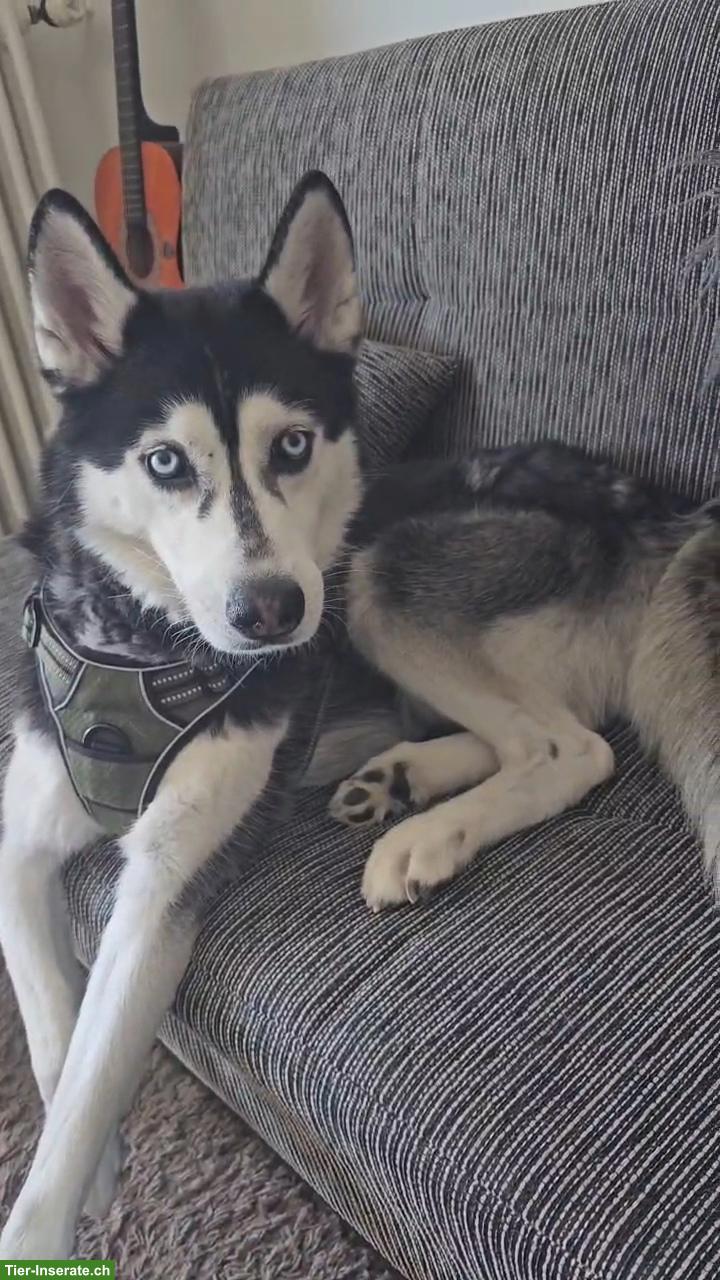 Wunderschöner Sibirischer Husky sucht neues Zuhause