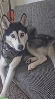 Wunderschöner Sibirischer Husky sucht neues Zuhause