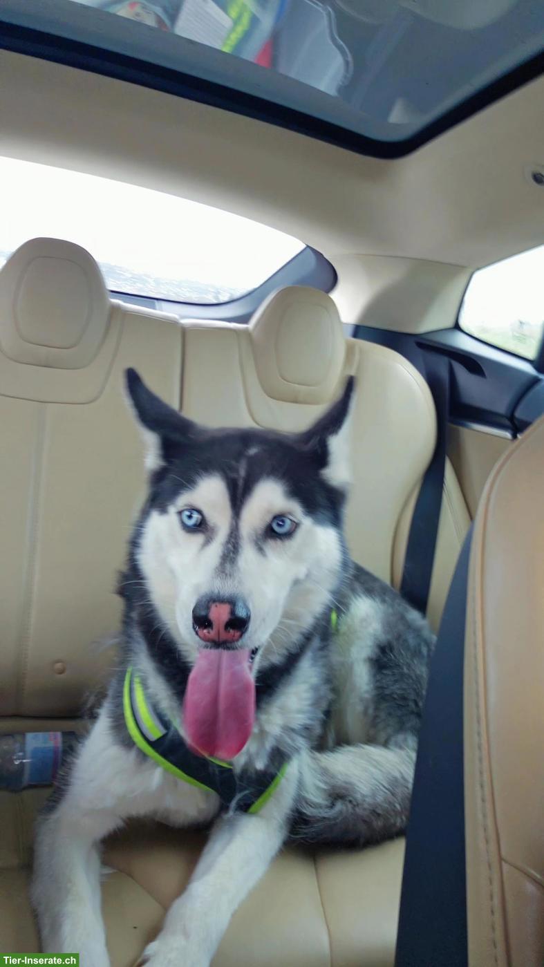 Bild 2: Wunderschöner Sibirischer Husky sucht neues Zuhause