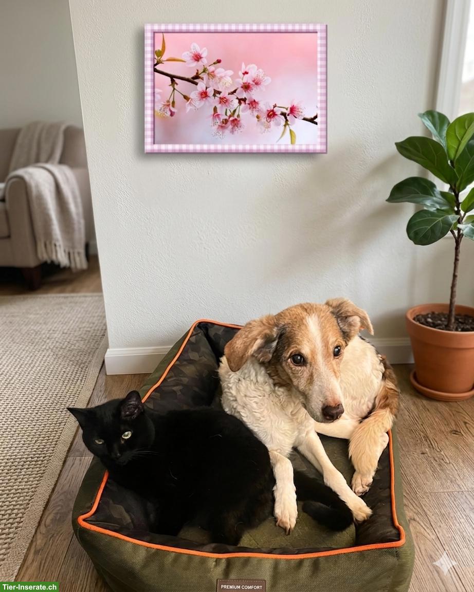 Männlichen Welpen gesucht - bieten einen Lebensplatz!