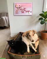 Männlichen Welpen gesucht - bieten einen Lebensplatz!