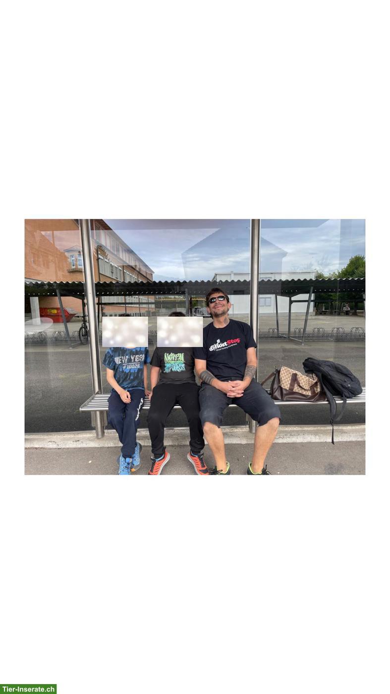 Bild 2: Männlichen Welpen gesucht - bieten einen Lebensplatz!