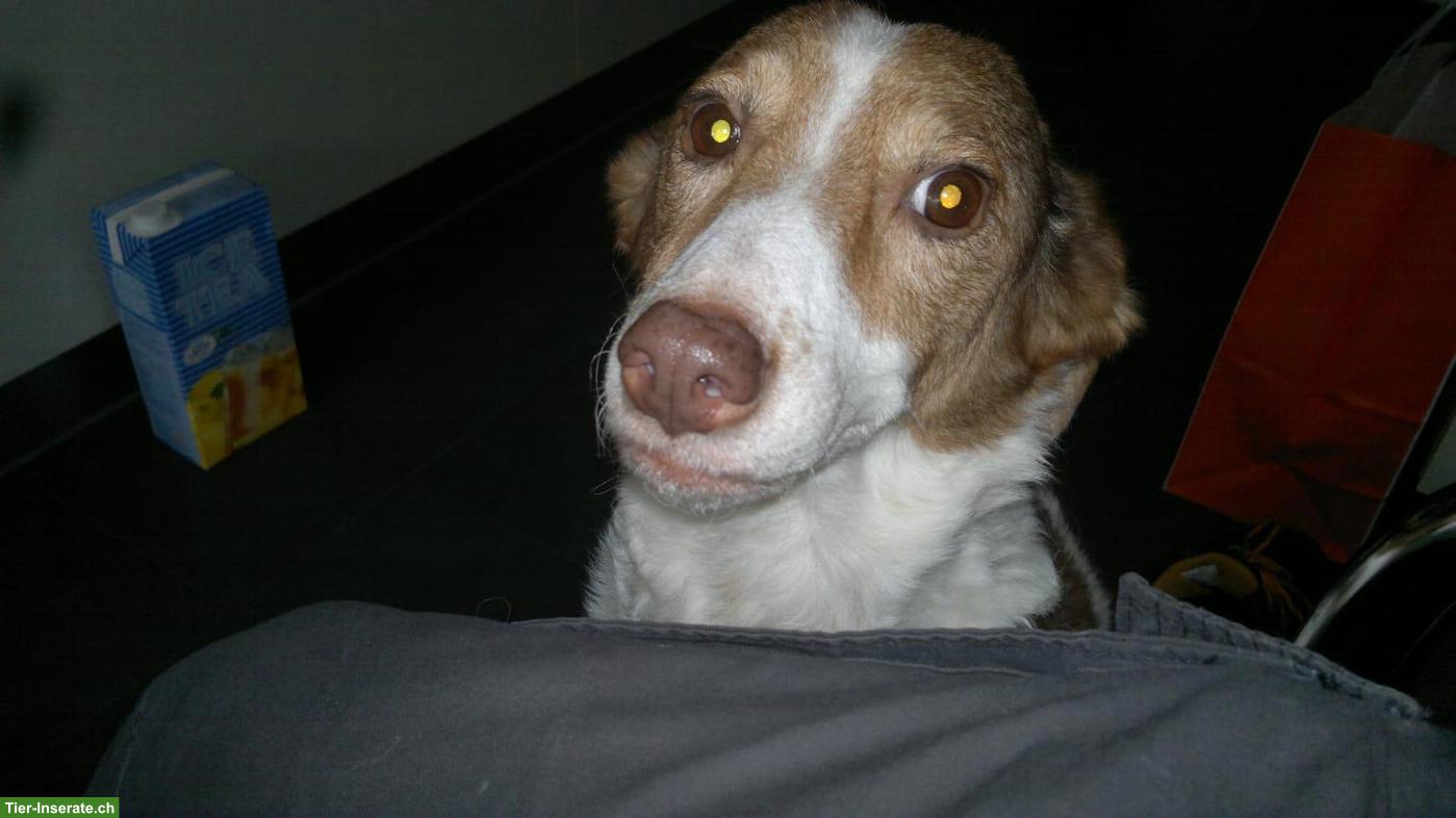 Bild 4: Männlichen Welpen gesucht - bieten einen Lebensplatz!