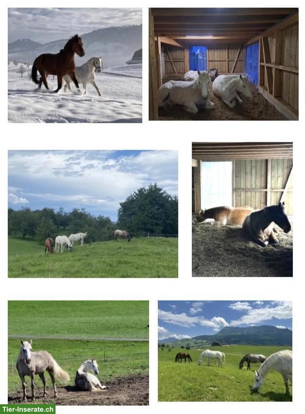 Offenstallplätze frei in Küssnacht (SZ) für Pferde/Ponys