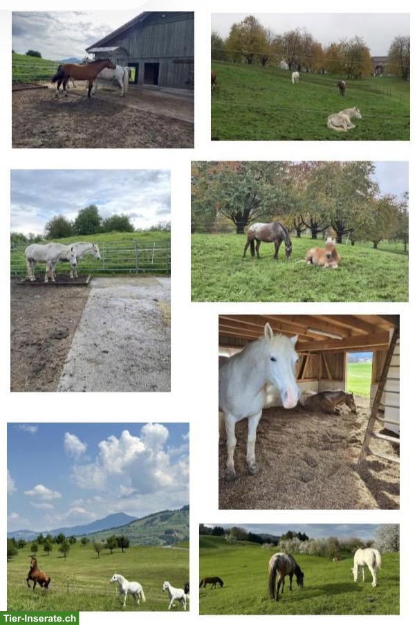 Bild 2: Offenstallplätze frei in Küssnacht (SZ) für Pferde/Ponys