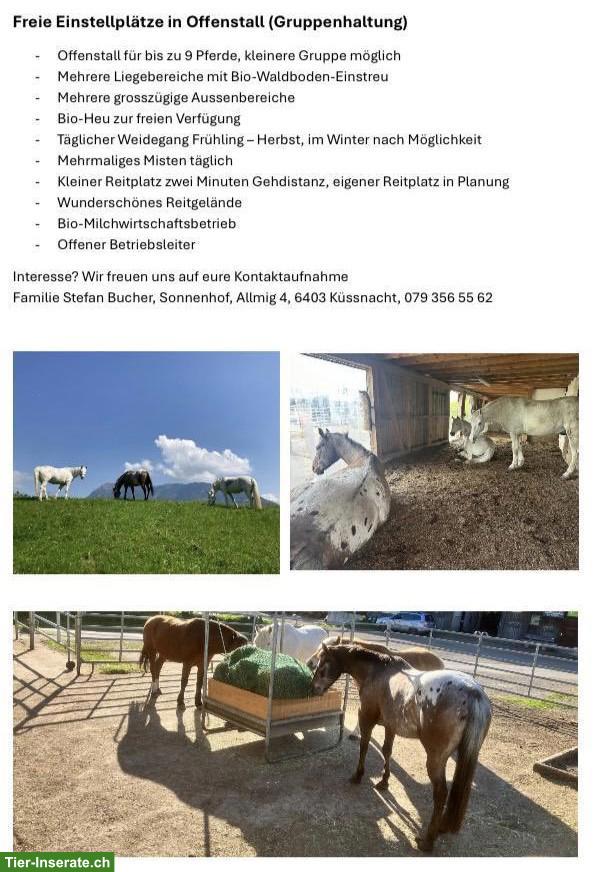 Bild 3: Offenstallplätze frei in Küssnacht (SZ) für Pferde/Ponys