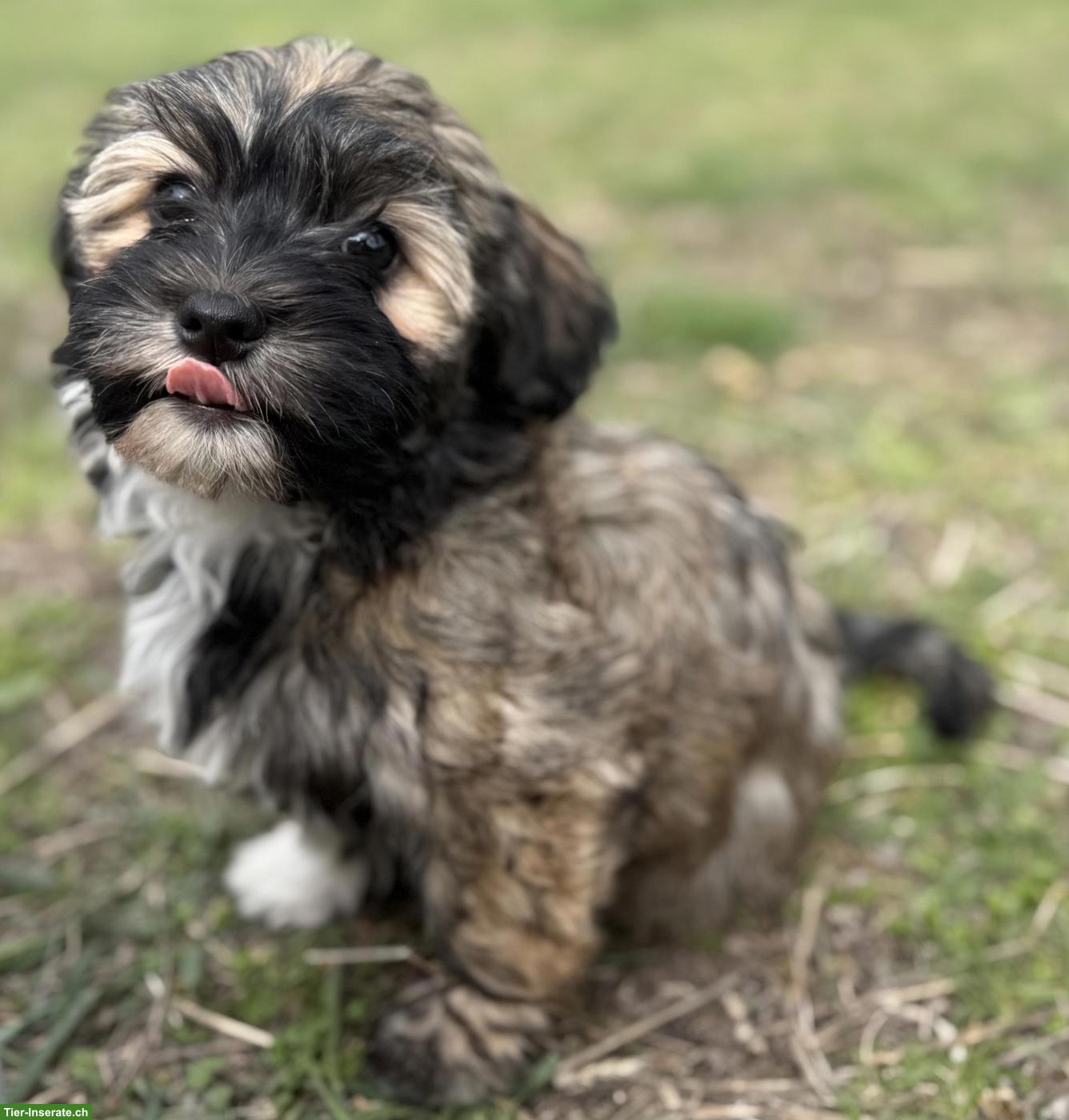 Havapoo Welpen - liebevoll, verspielt & Allergiker geeignet