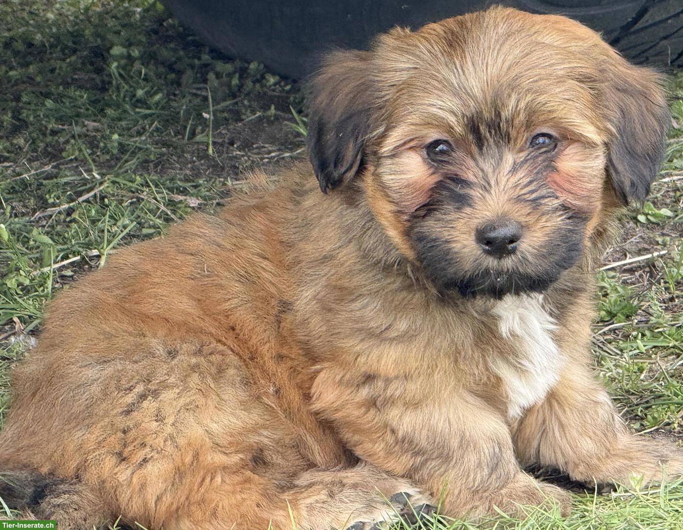 Bild 10: Havapoo Welpen - liebevoll, verspielt & Allergiker geeignet