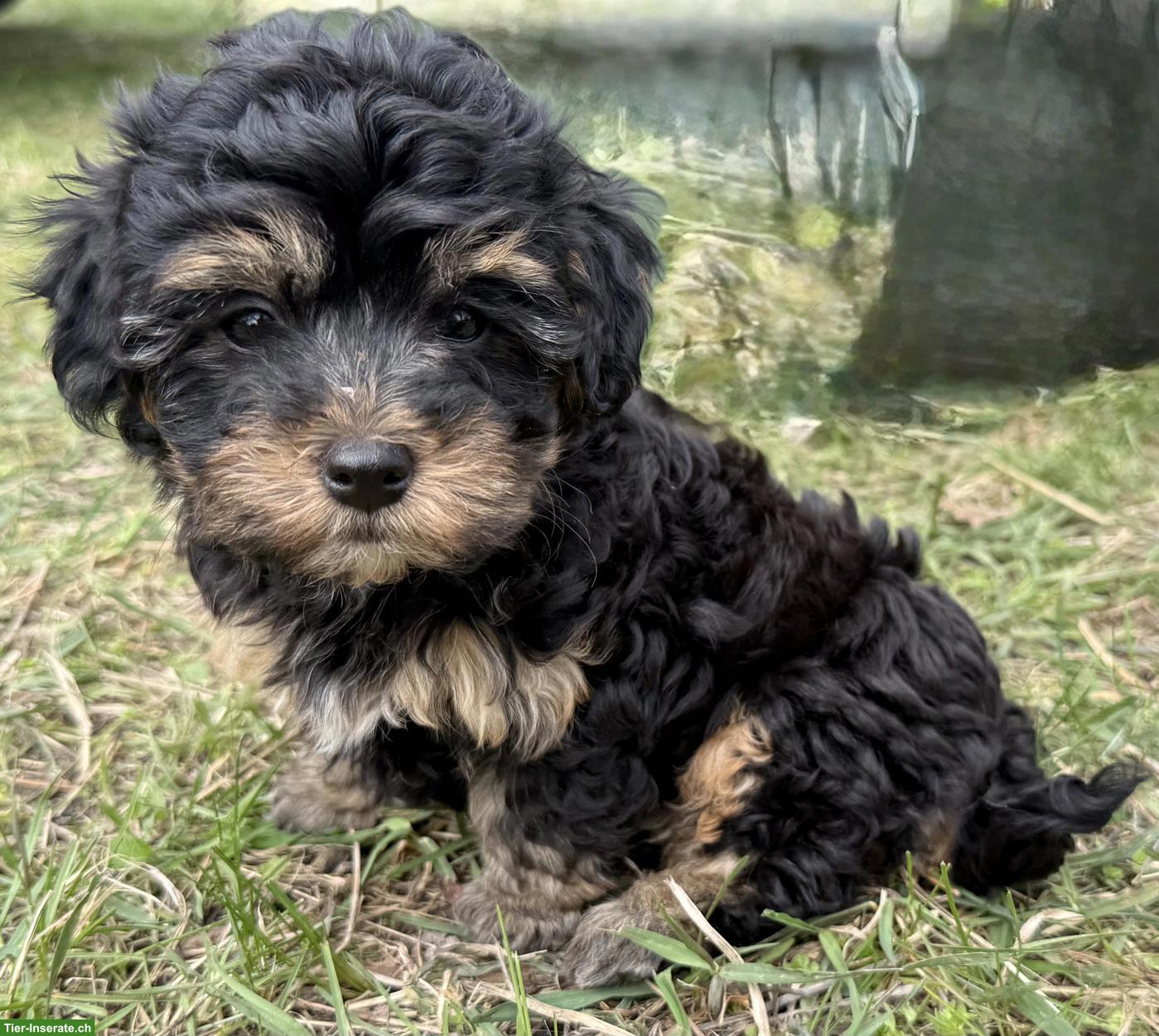Bild 2: Havapoo Welpen - liebevoll, verspielt & Allergiker geeignet