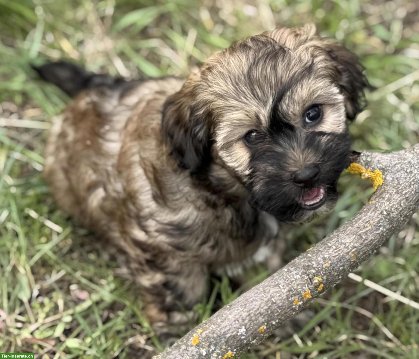 Bild 3: Havapoo Welpen - liebevoll, verspielt & Allergiker geeignet