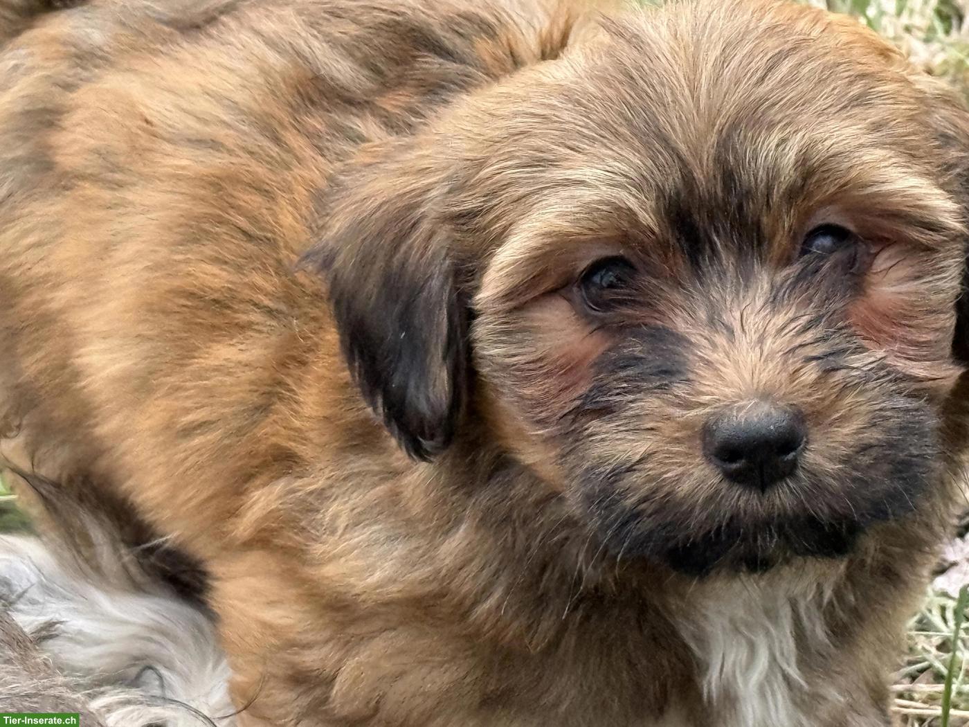 Bild 4: Havapoo Welpen - liebevoll, verspielt & Allergiker geeignet