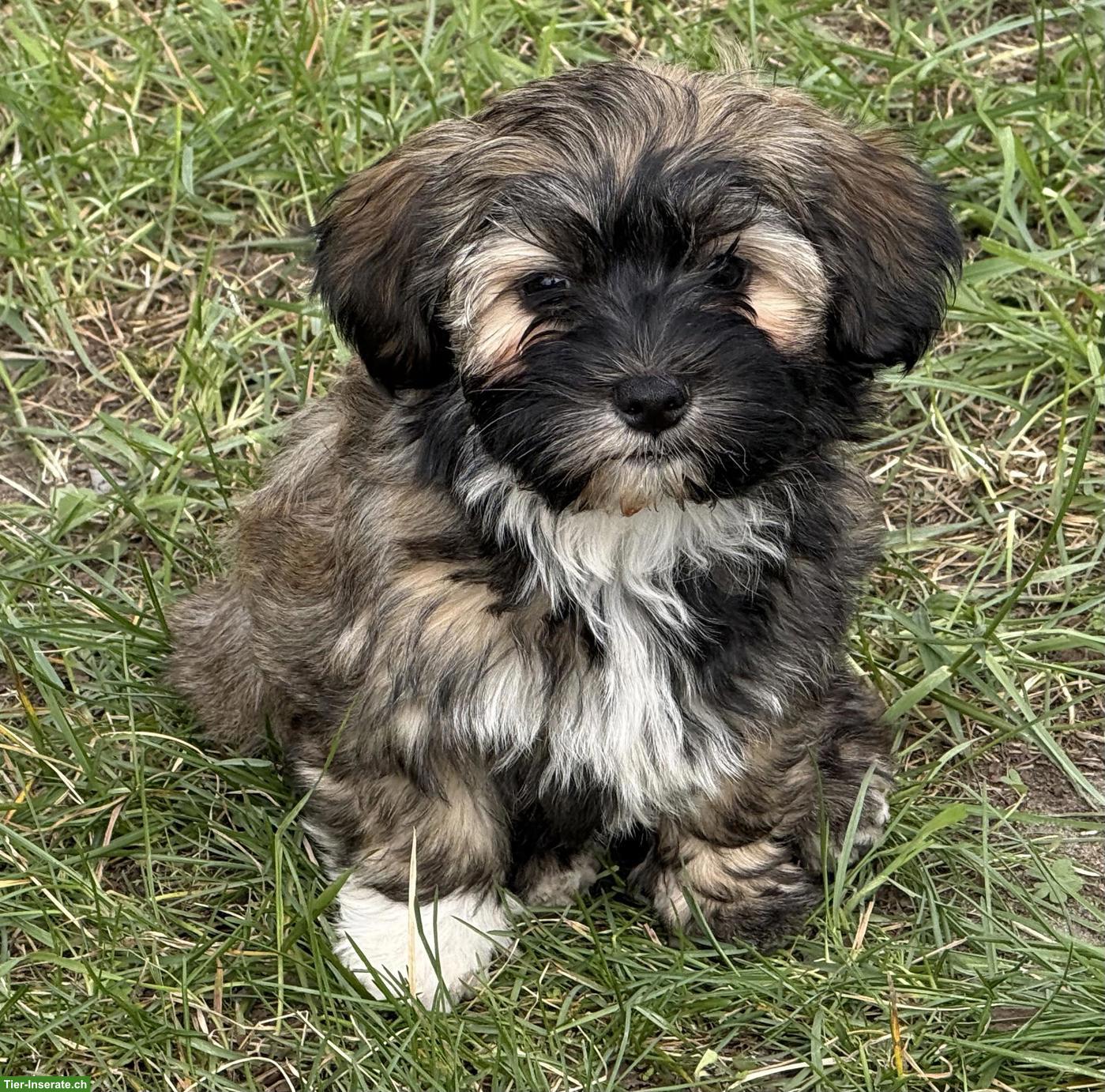 Bild 5: Havapoo Welpen - liebevoll, verspielt & Allergiker geeignet