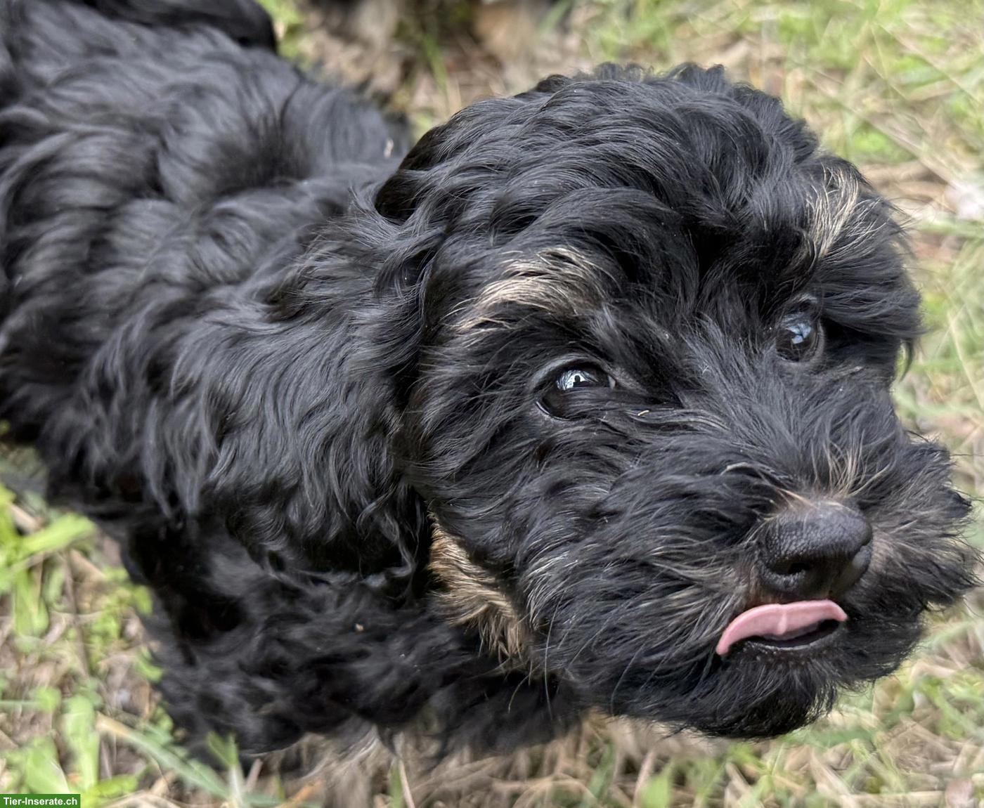 Bild 6: Havapoo Welpen - liebevoll, verspielt & Allergiker geeignet