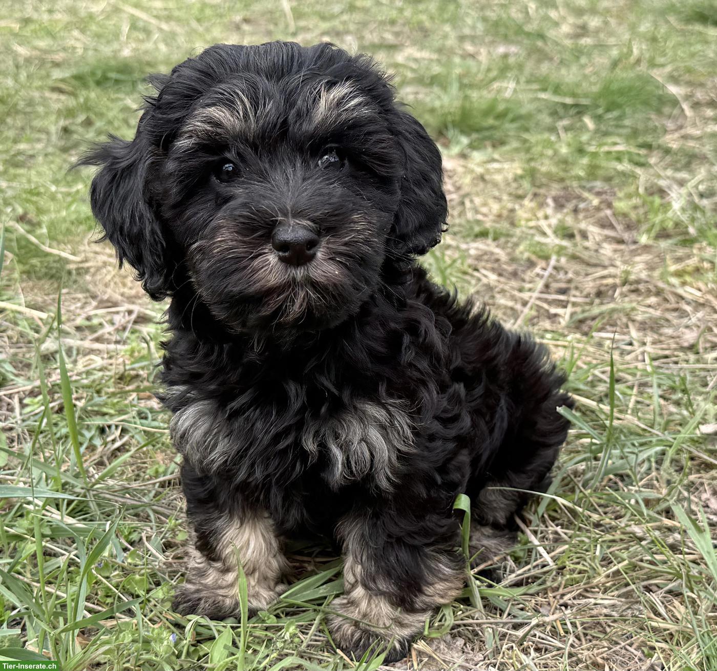 Bild 7: Havapoo Welpen - liebevoll, verspielt & Allergiker geeignet