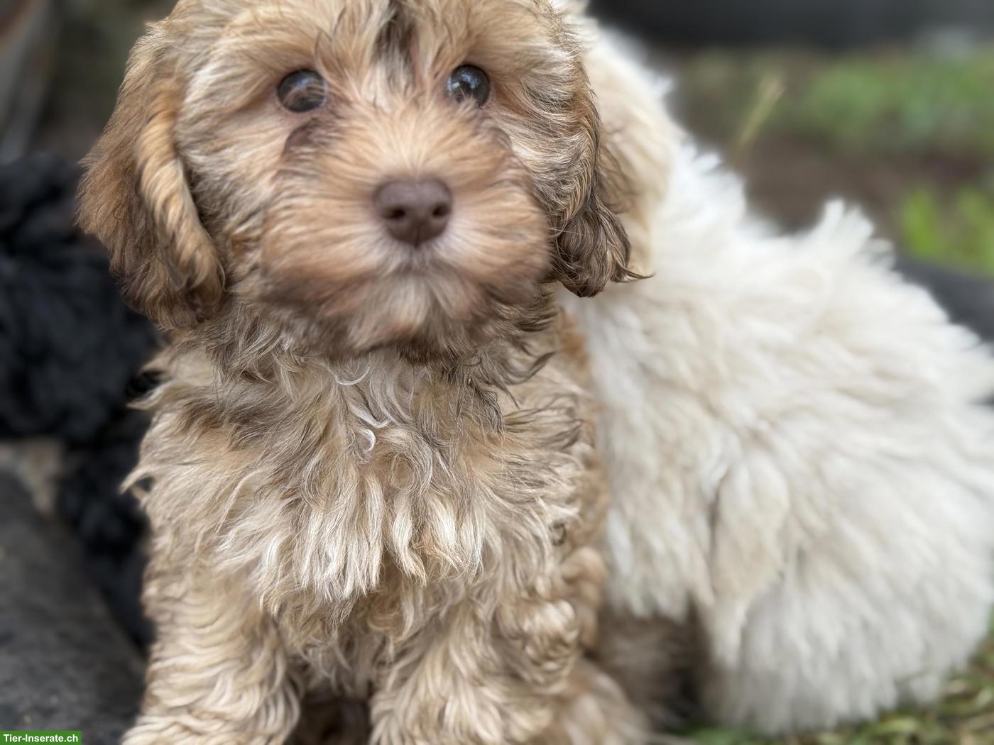 Bild 8: Havapoo Welpen - liebevoll, verspielt & Allergiker geeignet