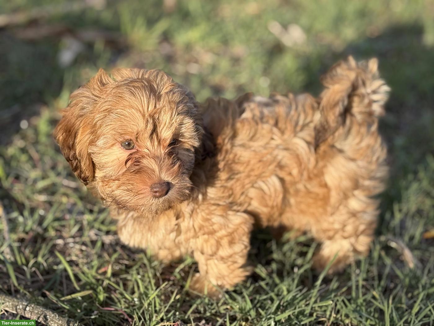 Bild 9: Havapoo Welpen - liebevoll, verspielt & Allergiker geeignet