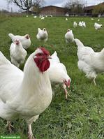 Schweizer Hühner & Legehennen zu verkaufen