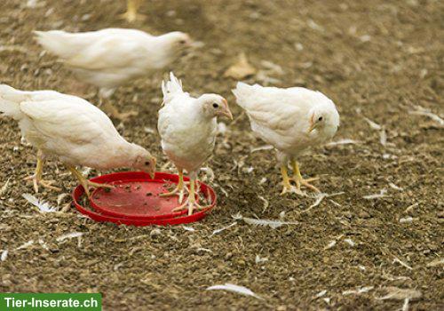 Bild 2: Schweizer Hühner & Legehennen zu verkaufen