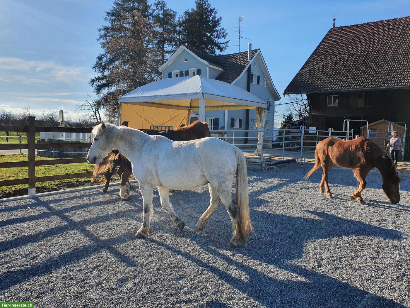 Bild 2: Offenstall für 2-3 Pferde/Ponys in Waldkirch SG