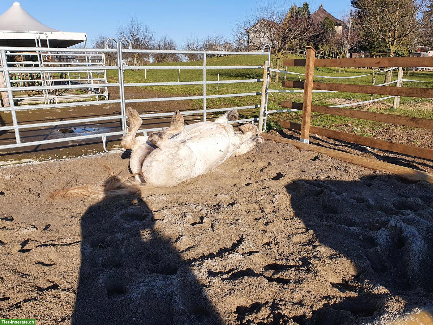 Bild 3: Offenstall für 2-3 Pferde/Ponys in Waldkirch SG