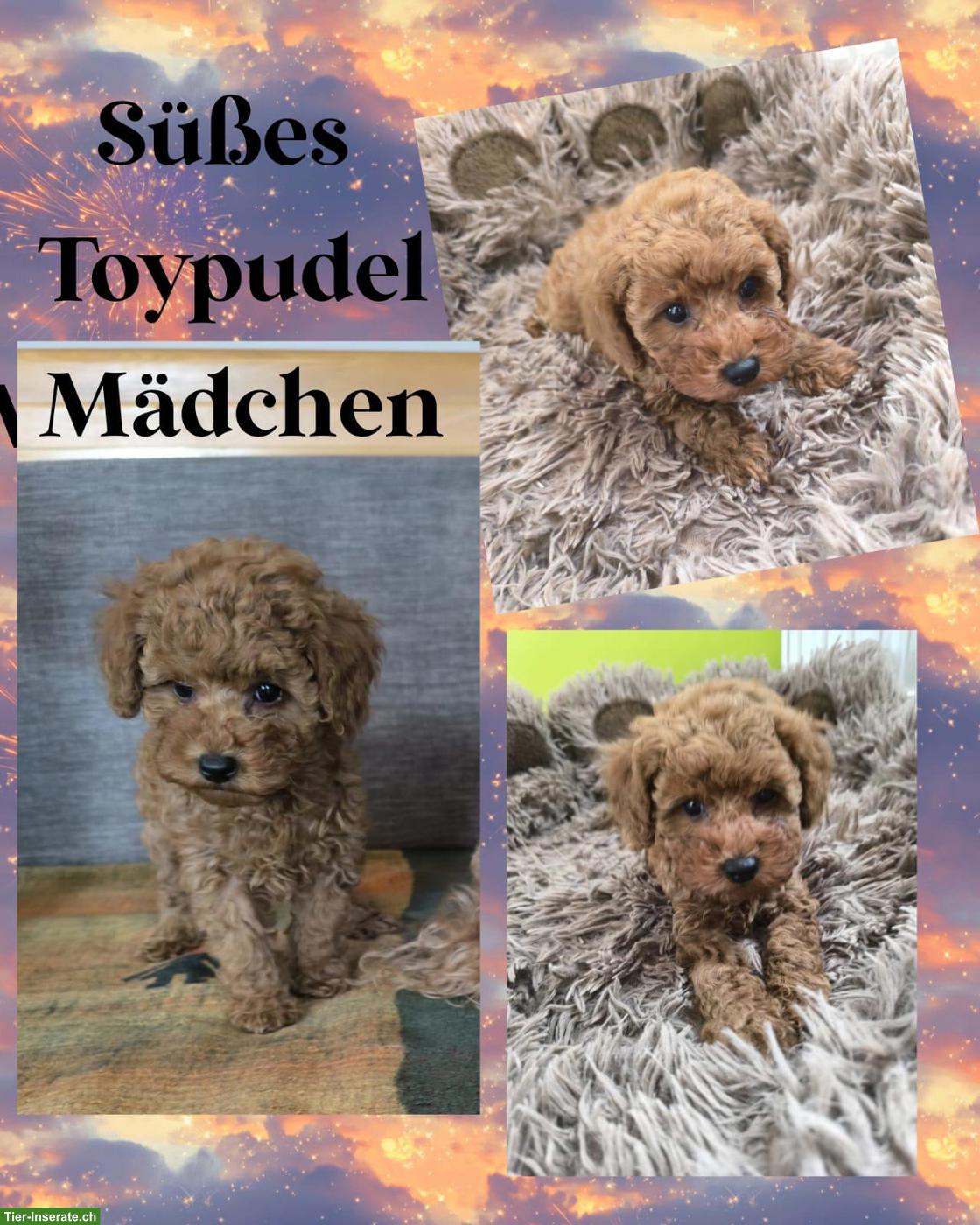 Toy-Zwergpudel Welpe red apricot, traumhaft süsses Mädchen