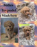 Toy-Zwergpudel Welpe, red apricot, traumhaft süsses Mädchen