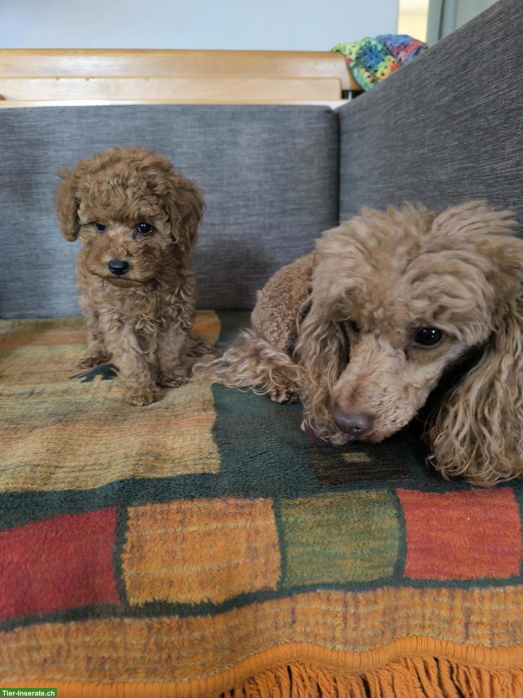 Bild 2: Toy-Zwergpudel Welpe red apricot, traumhaft süsses Mädchen