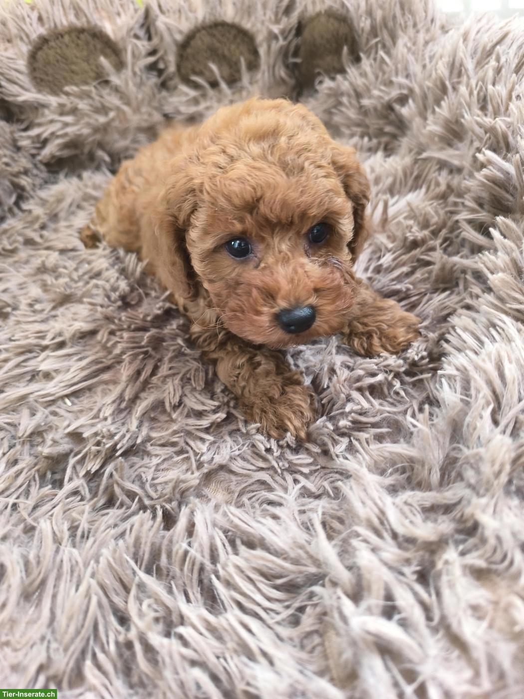 Bild 3: Toy-Zwergpudel Welpe red apricot, traumhaft süsses Mädchen