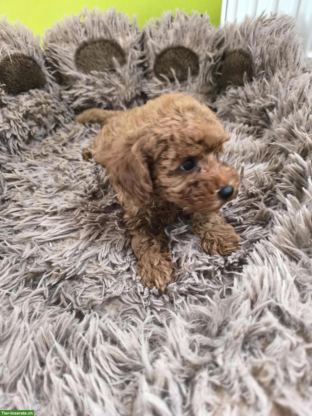 Bild 4: Toy-Zwergpudel Welpe red apricot, traumhaft süsses Mädchen