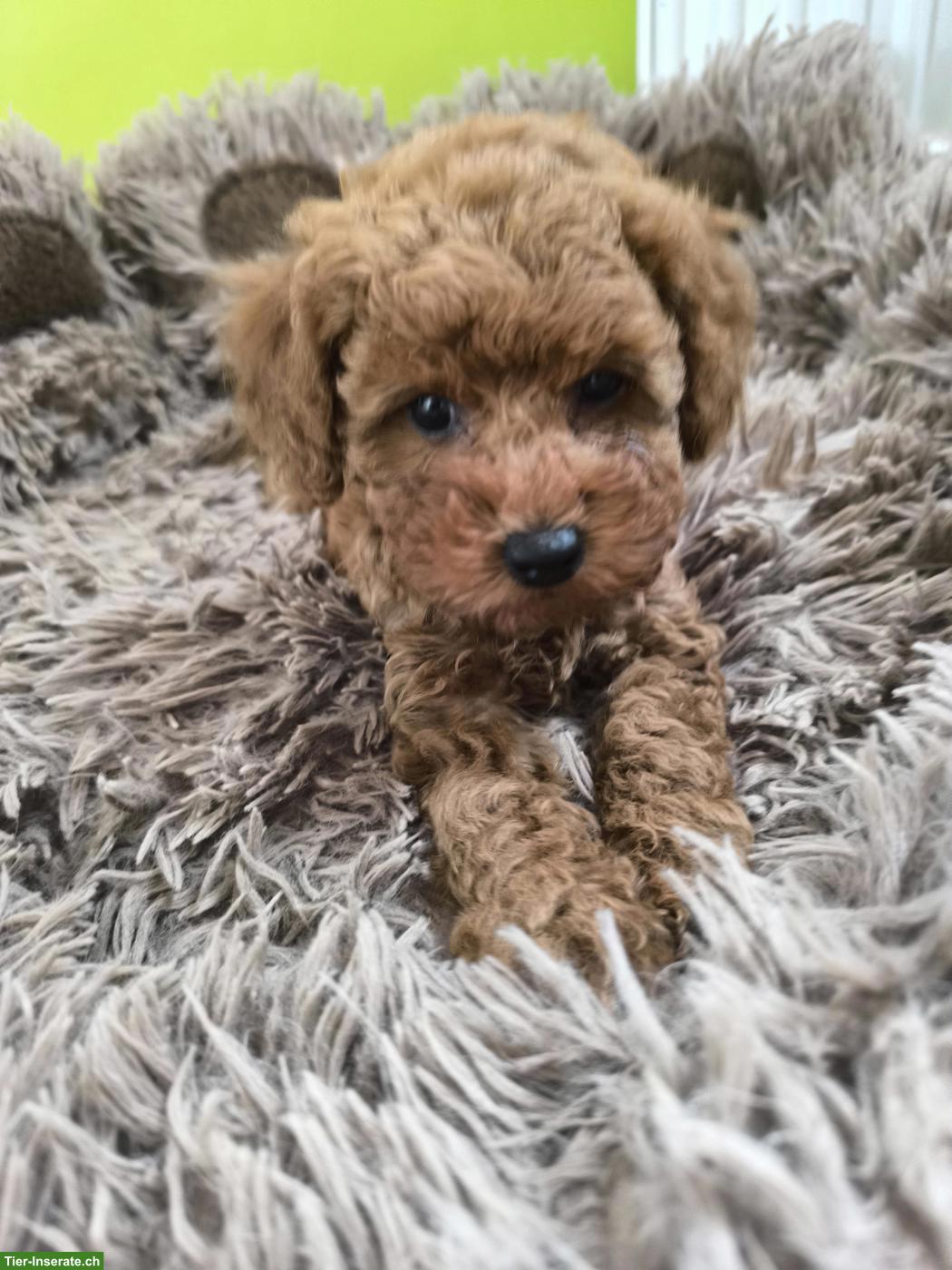 Bild 5: Toy-Zwergpudel Welpe red apricot, traumhaft süsses Mädchen