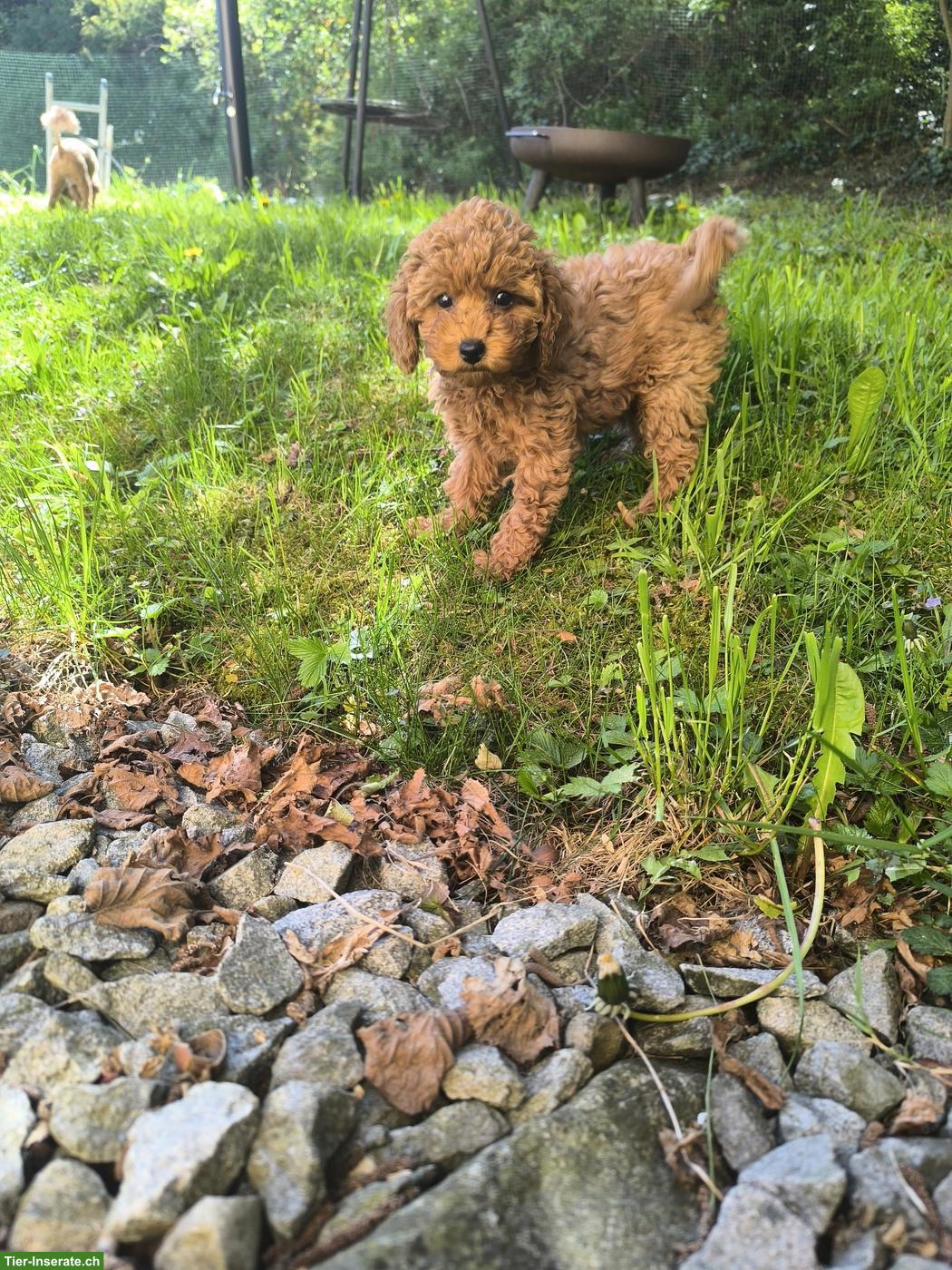Bild 6: Toy-Zwergpudel Welpe red apricot, traumhaft süsses Mädchen