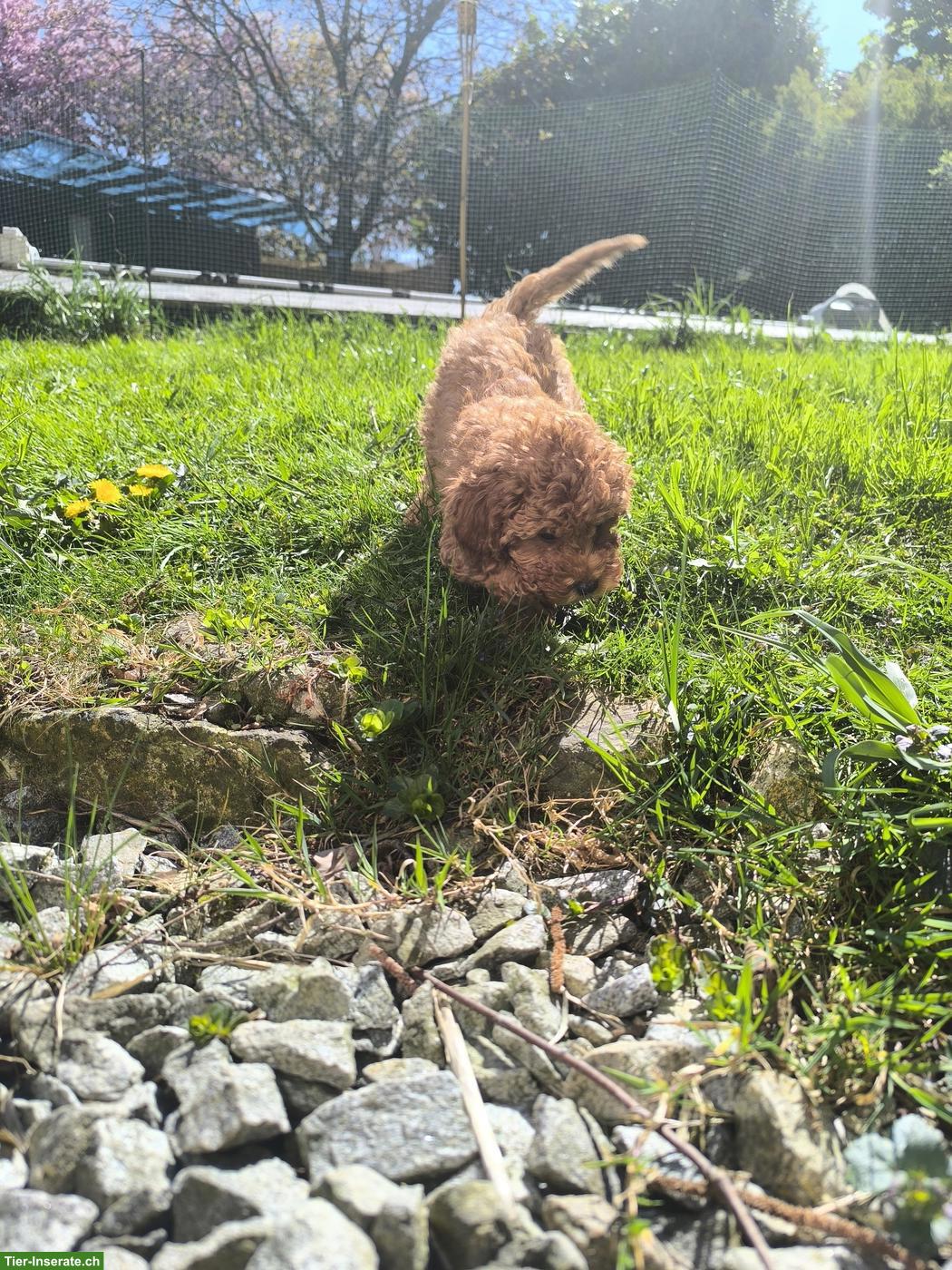 Bild 7: Toy-Zwergpudel Welpe red apricot, traumhaft süsses Mädchen