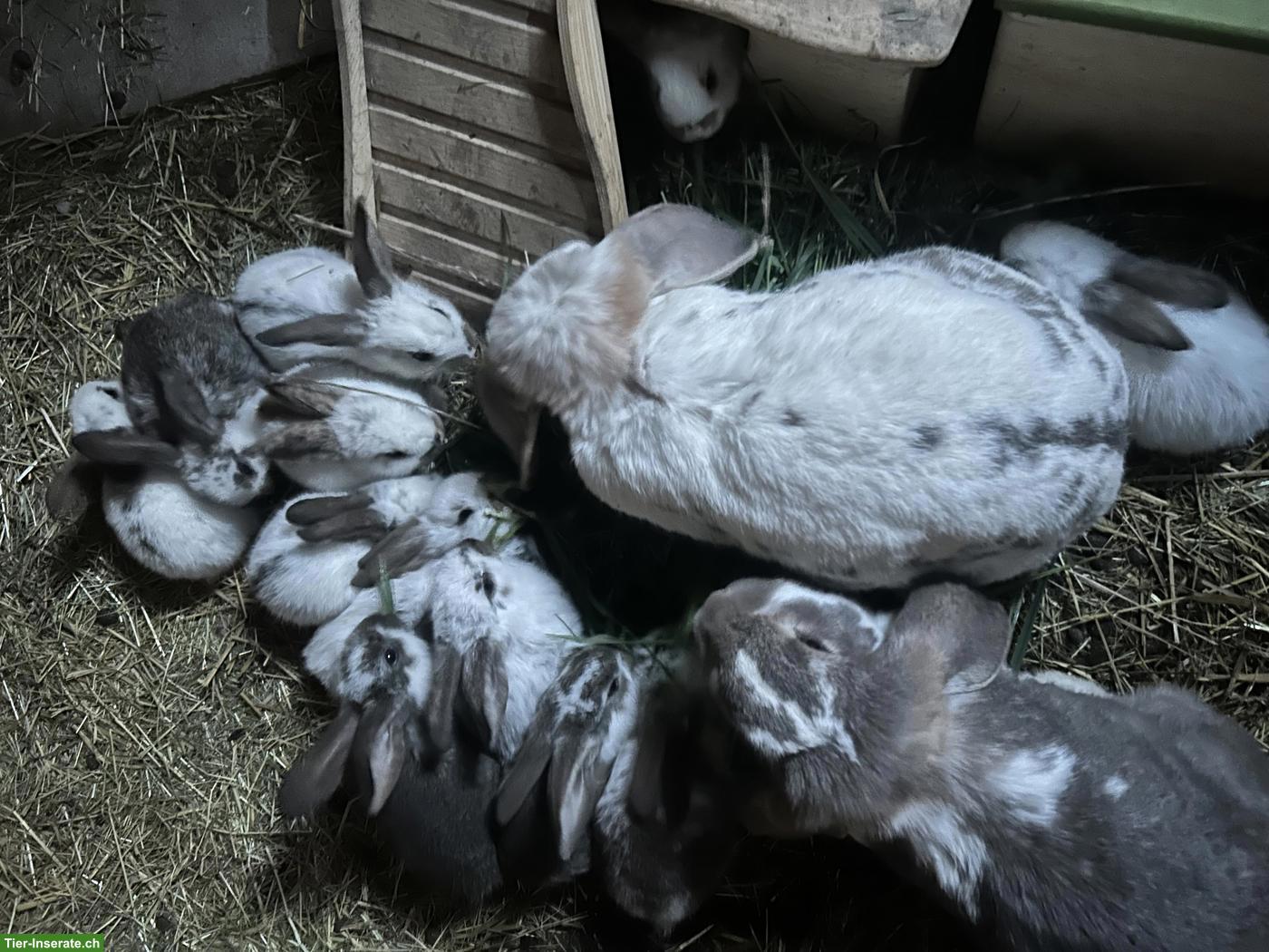 Junge Französische Widder Kaninchen suchen ihre Familien