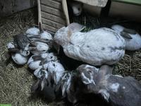 Junge Französische Widder Kaninchen suchen ihre Familien