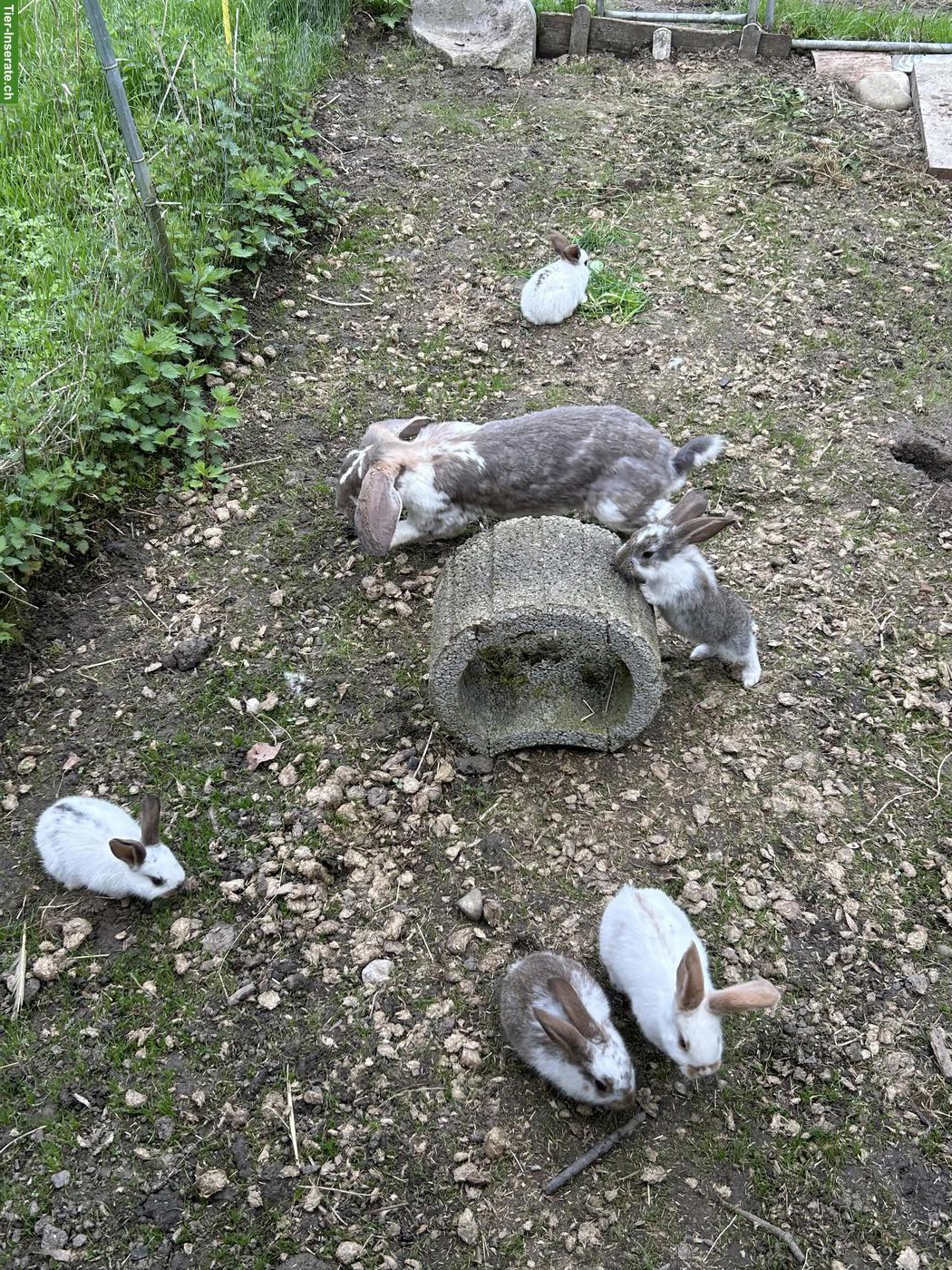 Bild 2: Junge Französische Widder Kaninchen suchen ihre Familien