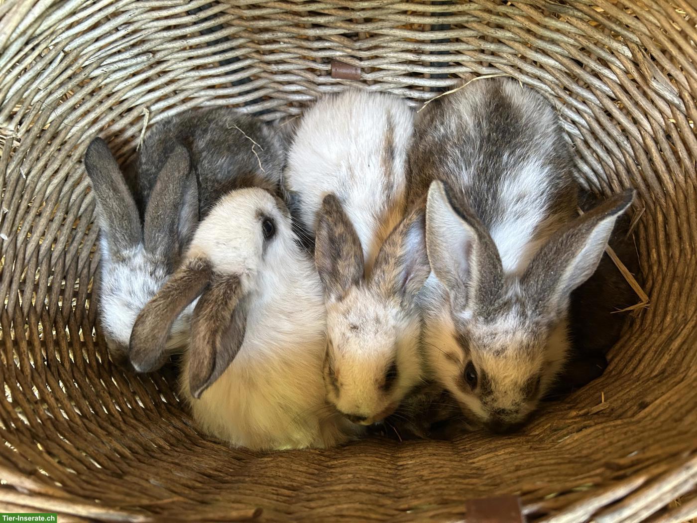 Bild 3: Junge Französische Widder Kaninchen suchen ihre Familien