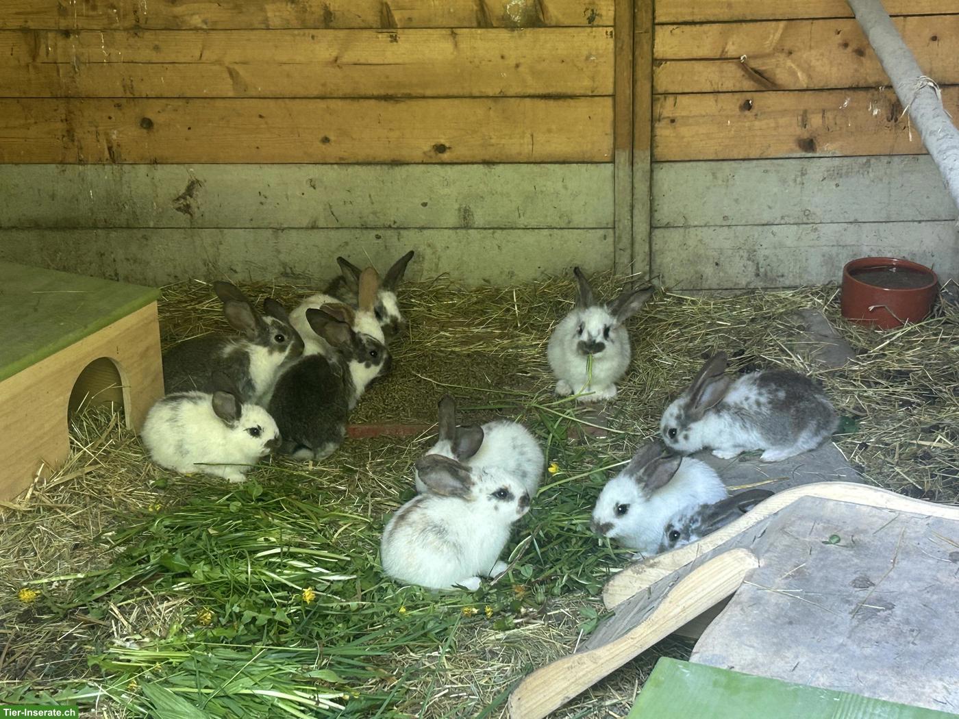 Bild 4: Junge Französische Widder Kaninchen suchen ihre Familien