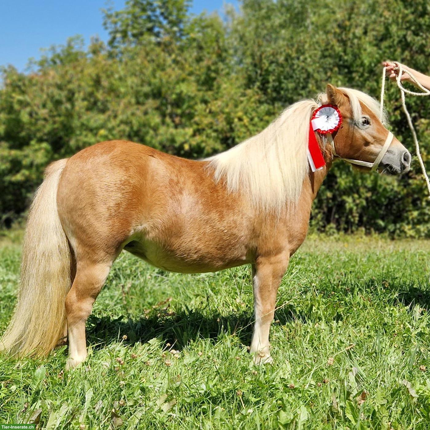 Shetlandponys suchen neues Zuhause