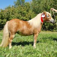 Shetlandponys suchen neues Zuhause