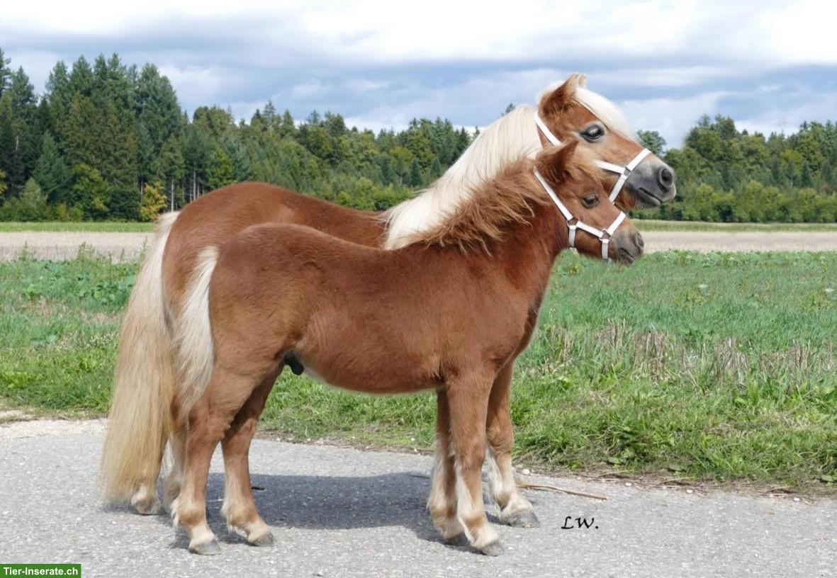 Bild 2: Shetlandponys suchen neues Zuhause