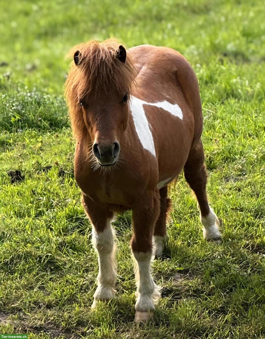 Bild 3: Shetlandponys suchen neues Zuhause