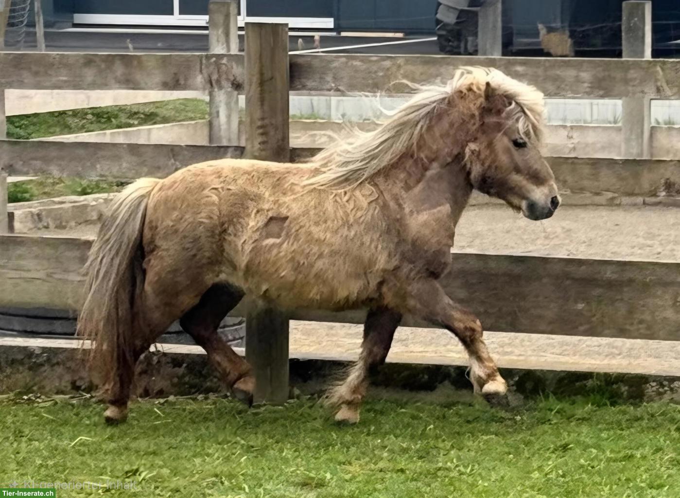 Bild 4: Shetlandponys suchen neues Zuhause