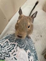 Degu "Chinchillmal" sucht neuen Platz