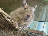 Freund für Degu "Chilli" gesucht
