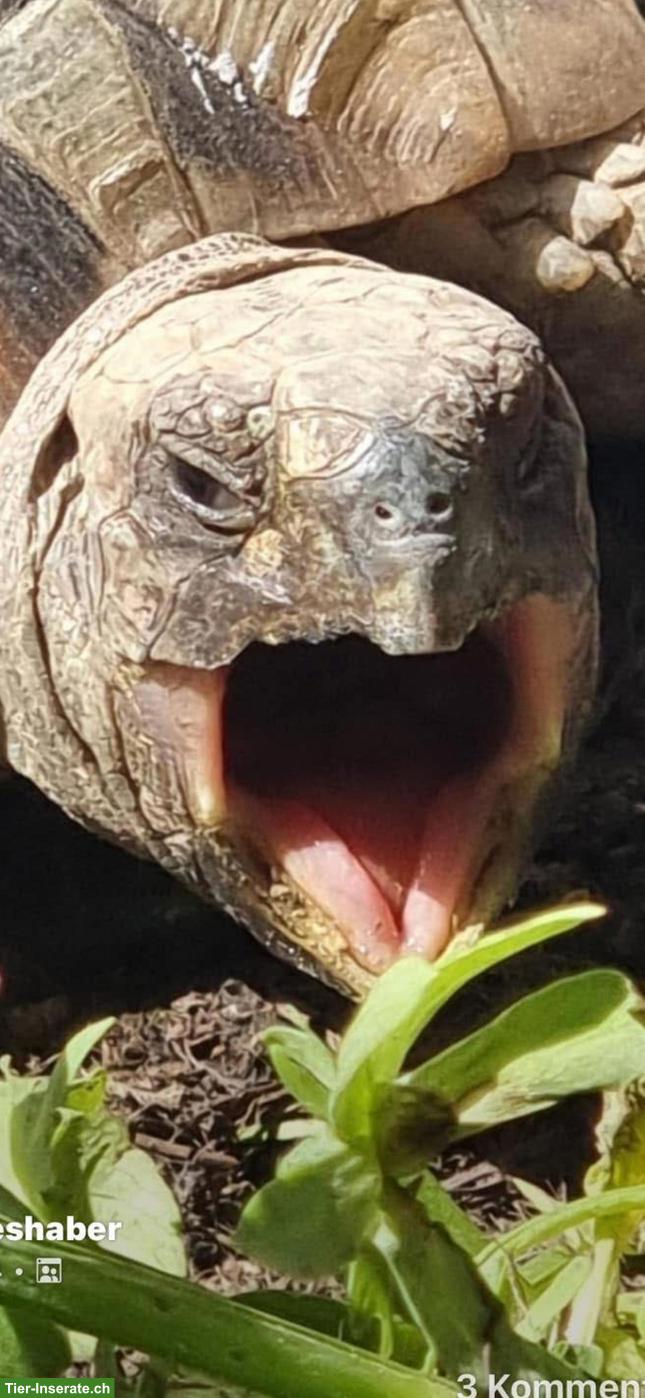 Maurische Landschildkröte Weibchen "Muck"